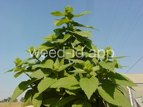marshelder, annual